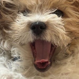 Meet your Posher, Holly